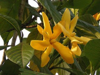 2294028632_812c81a8e4_b